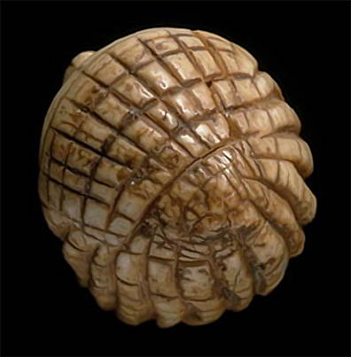 Venus of Brassempouy